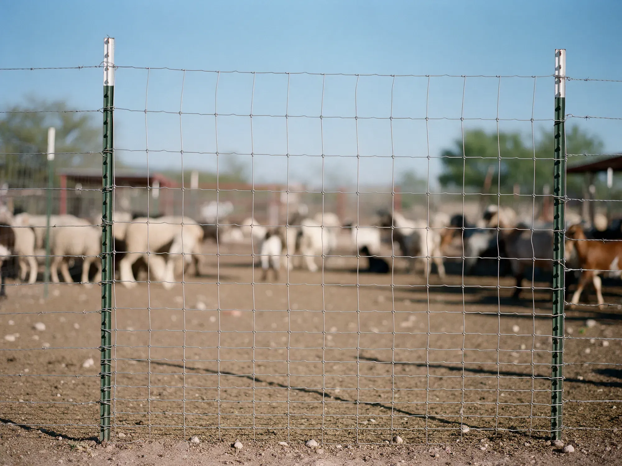 Malla ganadera con postes tipo T en un corral de borregos y chivos